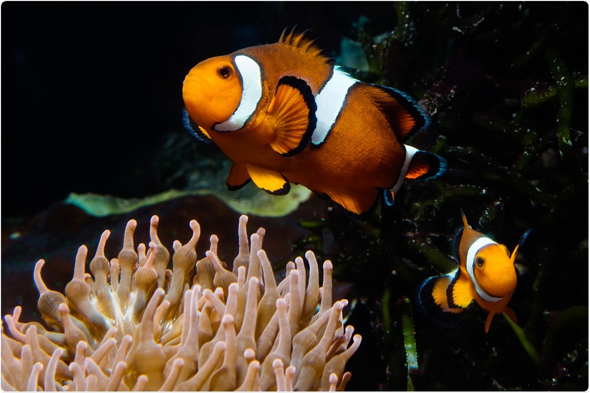 Two brain-signaling molecules control how male anemonefish care for and defend their young