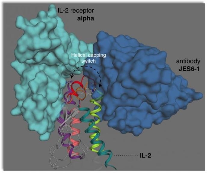 Study shows how IL-2’s flexible structure regulates its effects on immune system
