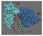 IL-2's flexible structure helping the immune system