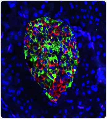 Gene deletion from insulin-producing cells prevents type 1 diabetes in mice
