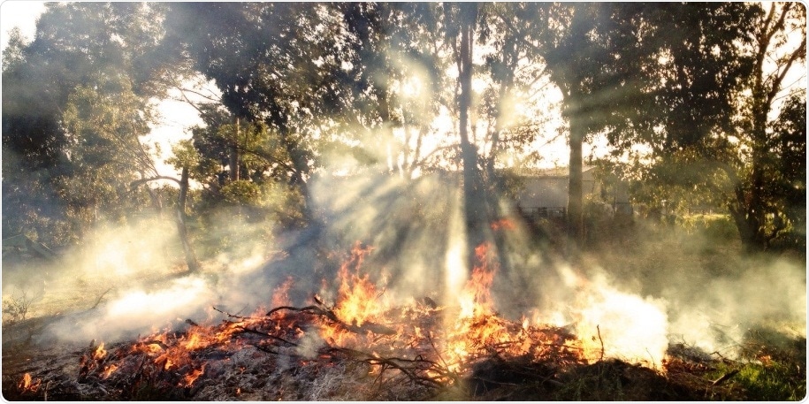 Research sheds light on why some invasive plants gain a headstart after fire