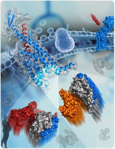 Study offers detailed molecular map of interaction patterns of GPCR and different G protein subtypes
