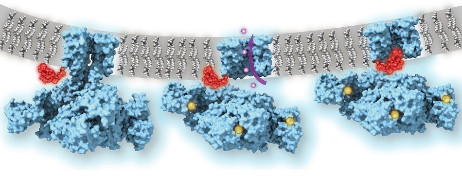 Study shows ion channels in cells use ball-and-chain mechanism to regulate their ion flow