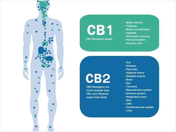 Comparison of Receptor Pharmacology in Cannabinoids