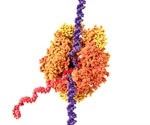 lncRNAs in Human Disease