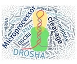 Study sheds light on the regulation of microRNAs