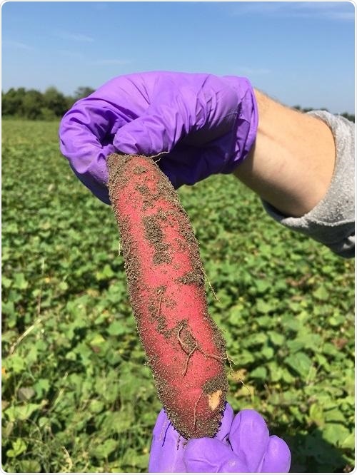 Research on sweet potato microbiome can improve its yield