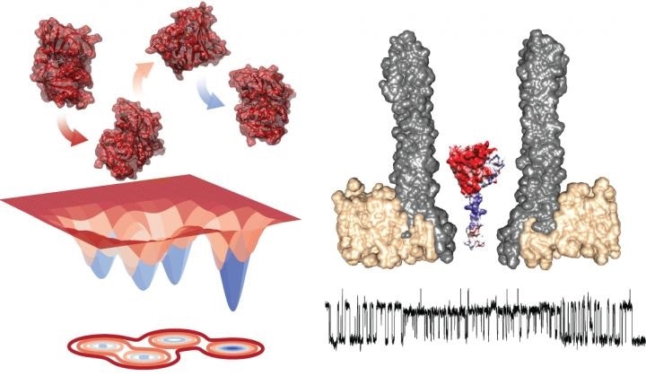 Study reveals shape-shifting enzyme dihydrofolate reductase is associated with catalysis
