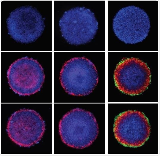 Study shows how human embryonic stem cells commit to early specialization