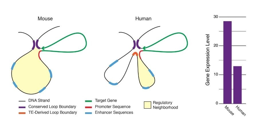 New study on transposable elements could help advance understanding of genetic evolution