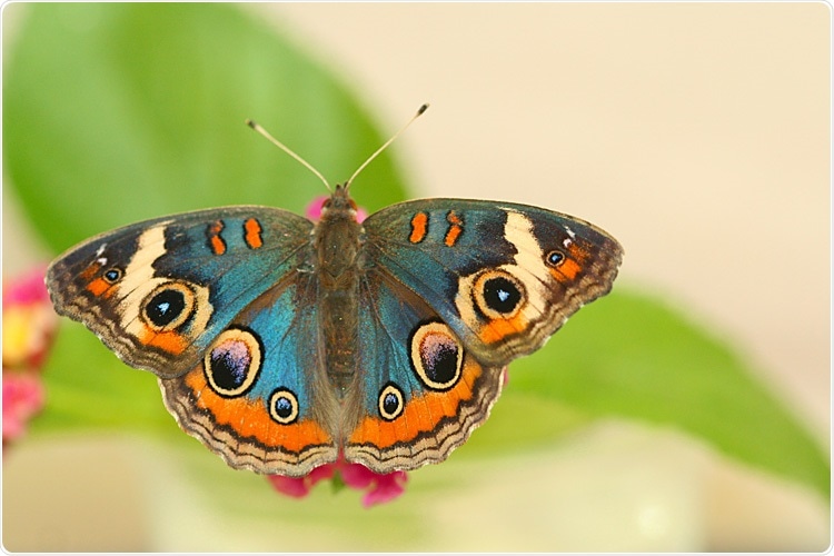 Study on butterfly breeding sheds light on the evolution of iridescent colors
