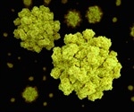 The Architecture Of A 'Shape-Shifting' Norovirus