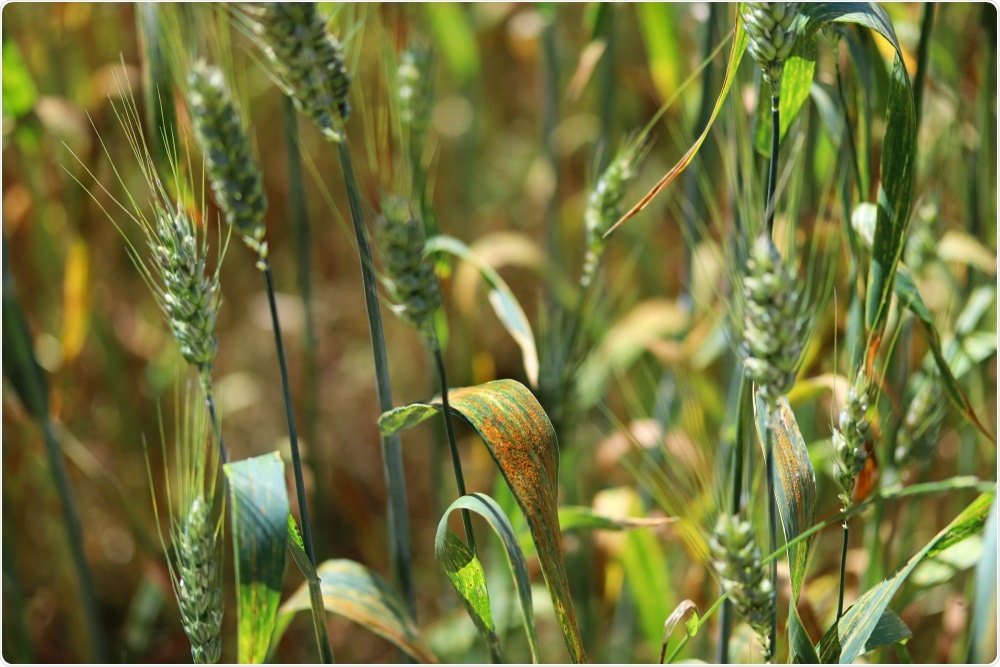 Fungal disease in wheat