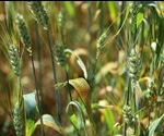Study discovers novel chemistry to fight against fungal disease in crops