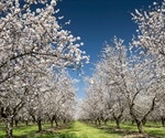 Almond Orchard Recycling A Climate-Smart Strategy