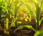 Scientists Use Bacteria To Help Plants Grow In Salty Soil