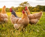 Healthier Chickens, Happier Consumers