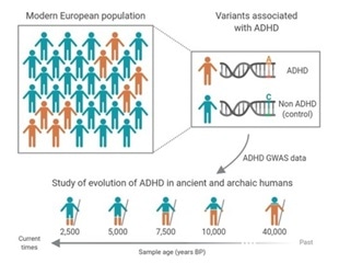 ADHD-associated genetic variants have reduced progressively in human lineage