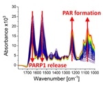 Infrared spectroscopy reveals DNA molecular processes in real time