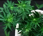 Researchers Develop Chemistry Needed To Create Marijuana Breathalyzer
