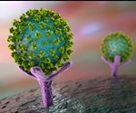 Discovery Of Antibody That Blocks Infection Of SARS-Cov-2