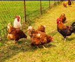 Poultry Farming: An Overview