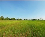 How Does An Increase In Nitrogen Application Affect Grasslands?
