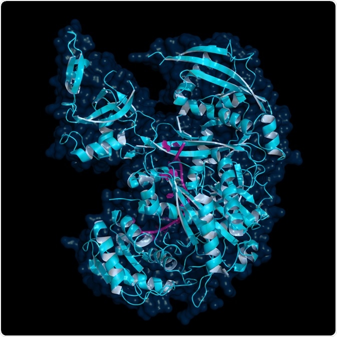 Human Argonaute Protein