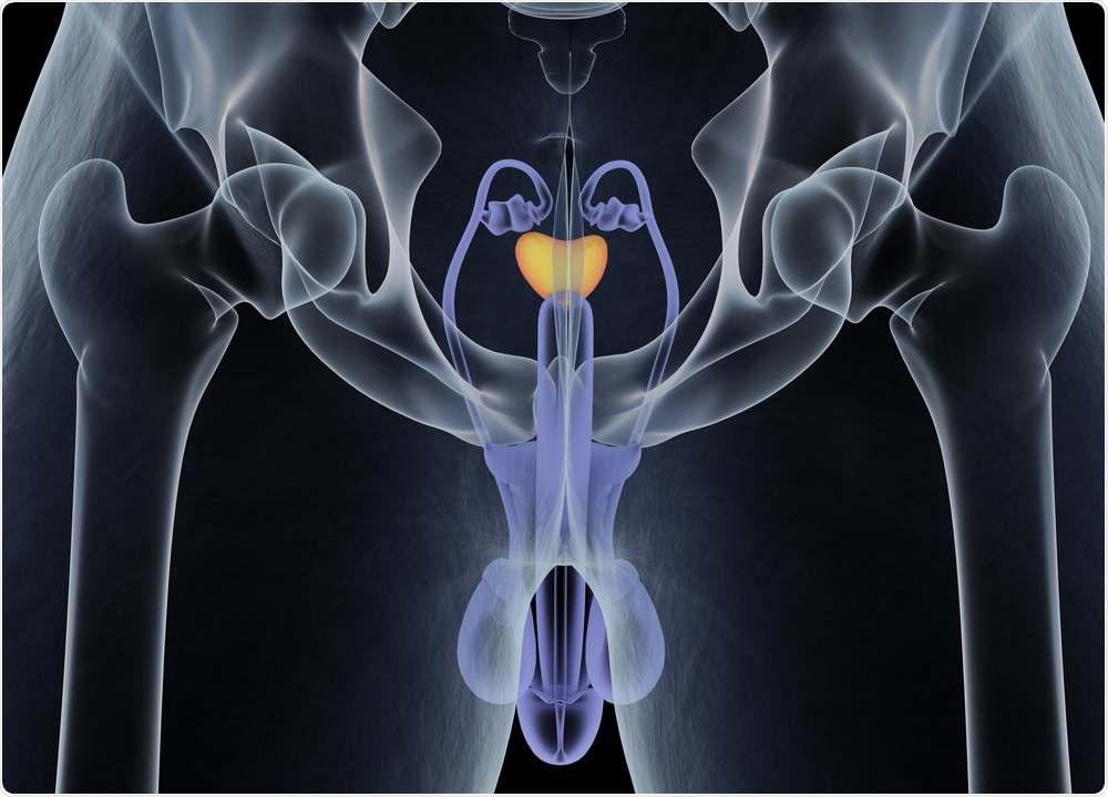 Prostate Gland