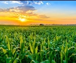 Climate-Smart Agricultural Practices Increase Maize Yield In Malawi