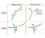 Fate-seq technique shows structural differences between COVID-19 and SARS viruses