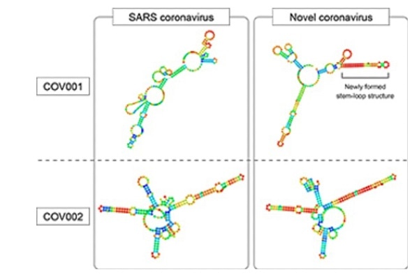 Fate-seq technique shows structural differences between COVID-19 and SARS viruses