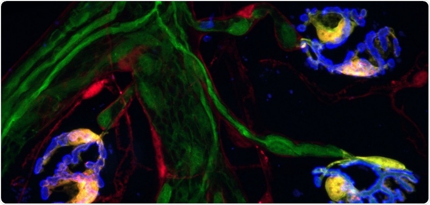 Novel method can help detect specific glial cells integral to synapses