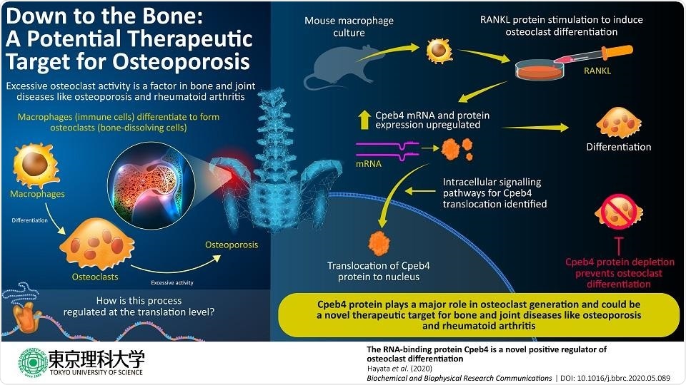 Study reveals the role of Cpeb4 protein involved in bone and joint diseases
