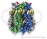 Cryo-electron microscopy helps visualize PANX1 protein at near-atomic level