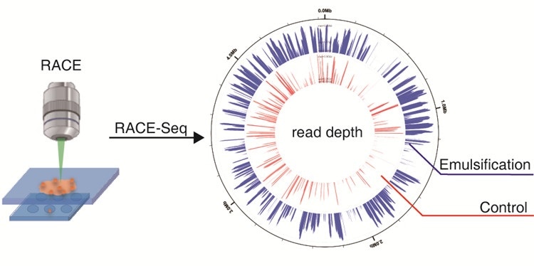 Improved RACE-Seq technique helps sequence individual cells
