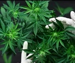 Studying Cannabis Effects on Stem Cells