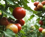 Researchers discover DNA differences in 100 varieties of tomatoes