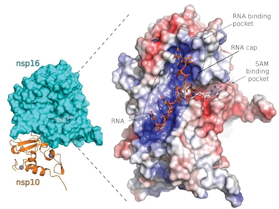 Understanding the structure of SARS-CoV-2 proteins may lead to novel drugs