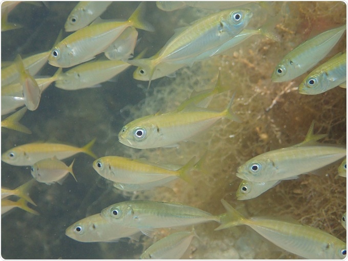 New method can help estimate environmental DNA levels in aquatic ecosystems