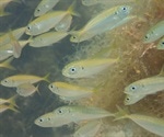 New method can help estimate environmental DNA levels in aquatic ecosystems