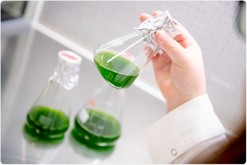 Algae show excellent potential for green energy production