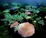 Genetic sequencing can reveal evolutionary differences in reef-building corals