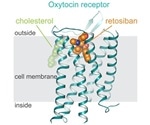 Substances that target oxytocin receptors can help treat various diseases