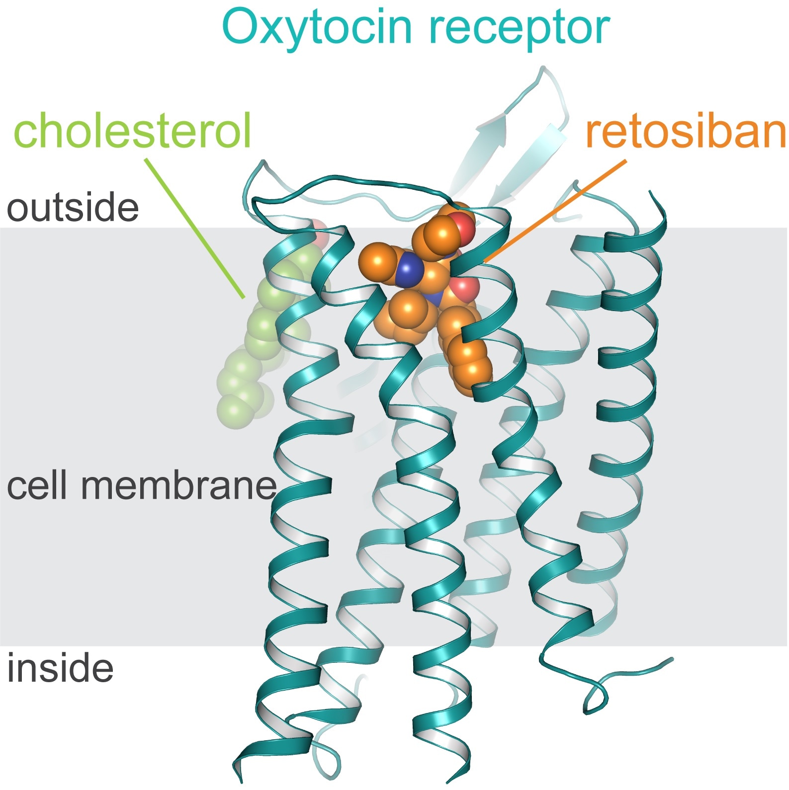 Substances that target oxytocin receptors can help treat various diseases