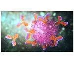 Study shows how the immune system attacks harmful viruses and bacteria