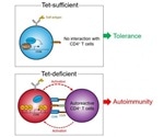Study shows how epigenetics contribute to the development of autoimmune diseases