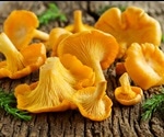 Chanterelle Mushrooms as a Taste Enhancer
