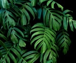 Climate change threat to tropical plants