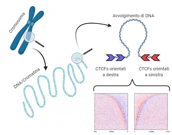 Study identifies precise rules for the disposition of CTCF proteins
